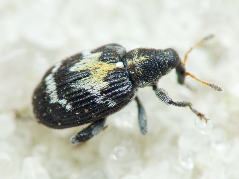 Tachyerges salicis (Linnaeus, 1758)